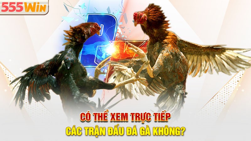 Có thể xem trực tiếp các trận đấu đá gà 555win không? Có thể xem trực tiếp các trận đấu đá gà 555win không?