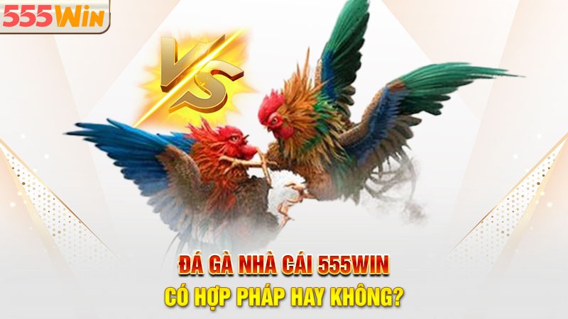 Đá Gà 555win có hợp pháp hay không? Đá Gà 555win có hợp pháp hay không?
