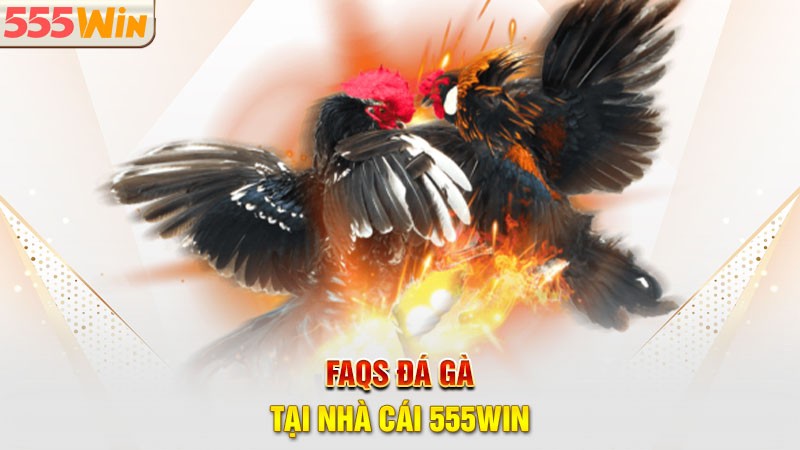 FAQs - Những điều liên quan đến sảnh đá gà 555win FAQs - Những điều liên quan đến sảnh đá gà 555win