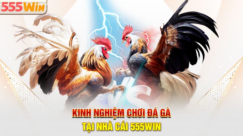 Kinh nghiệm chơi đá gà 55win được các lão làng chia sẻ Kinh nghiệm chơi đá gà 55win được các lão làng chia sẻ