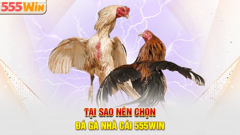 Tại sao nên chọn đá gà 555win làm điểm đến để trải nghiệm? Tại sao nên chọn đá gà 555win làm điểm đến để trải nghiệm?